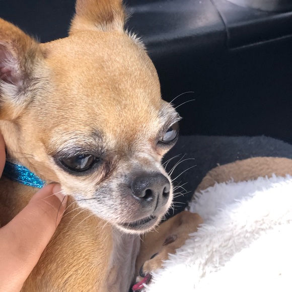 Meet your Posher, Mackenzie - Picture 1 of 1